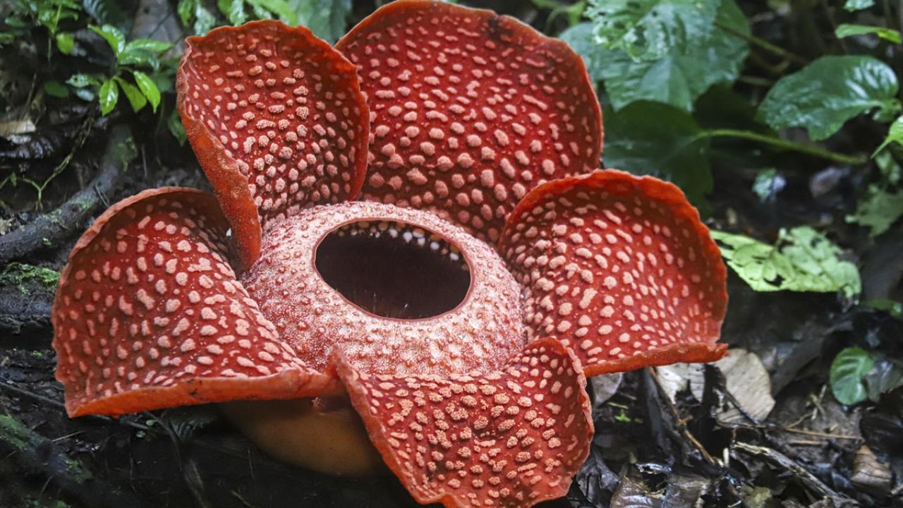 Rafflesia arnoldii