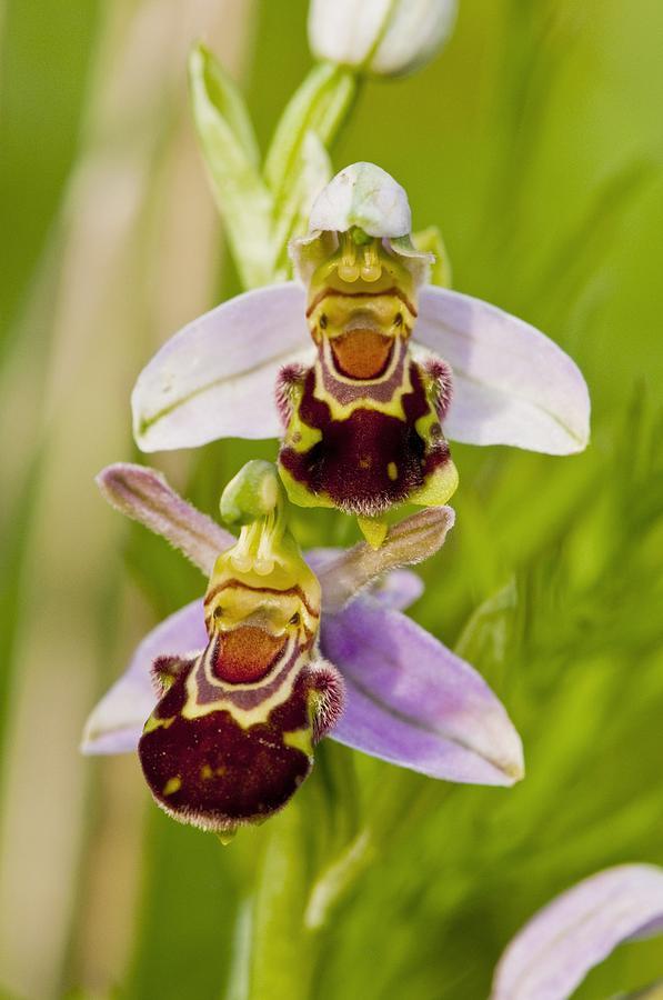 orquídea abeja
