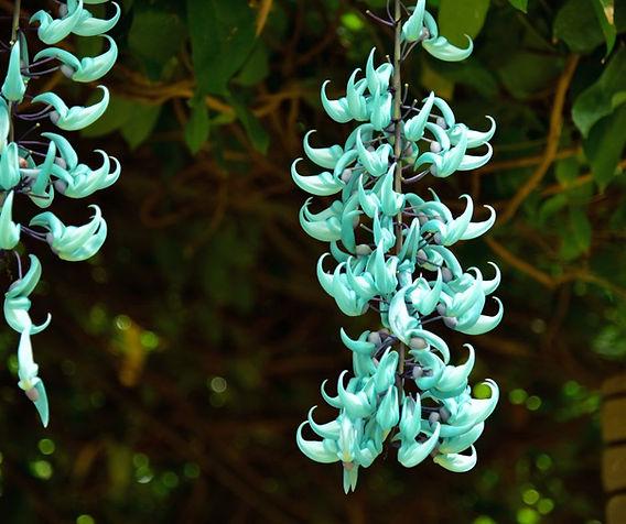 diversidad floral