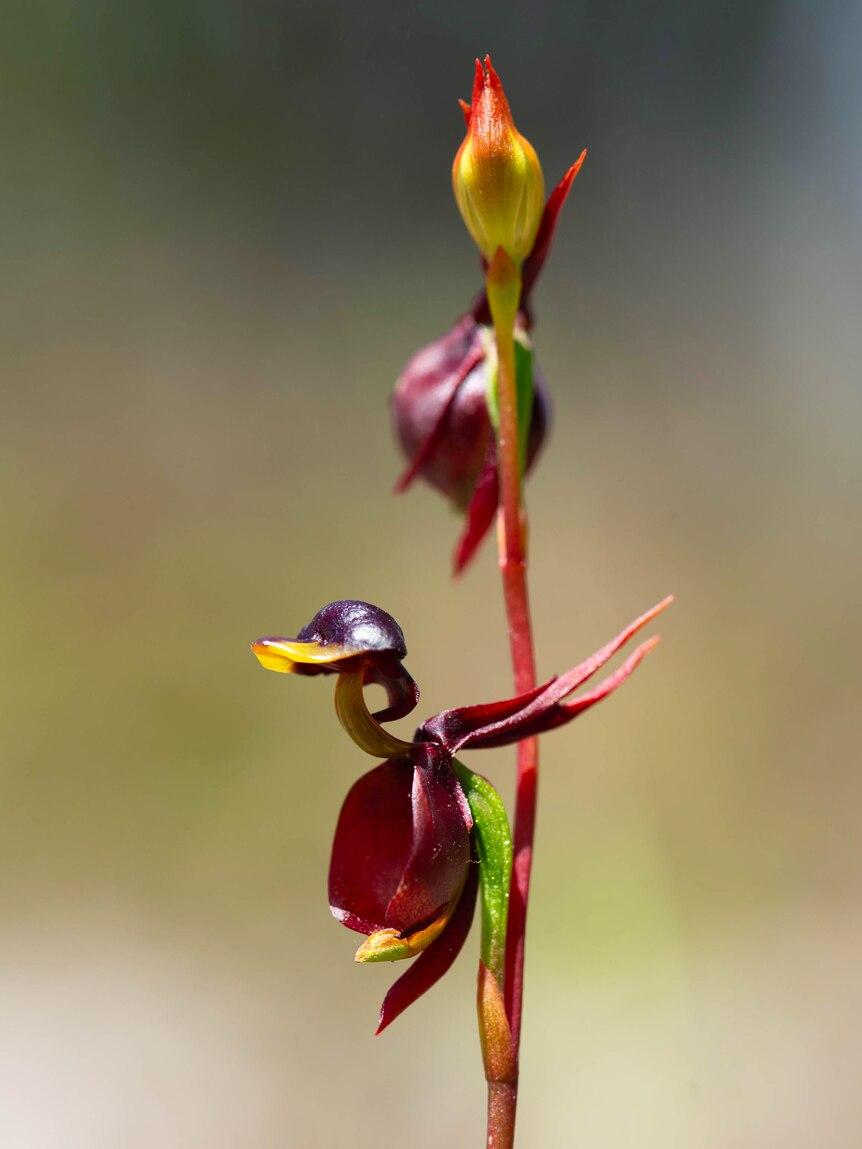 orquídea pato volador